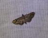 Gymnoscelis rufifasciata
